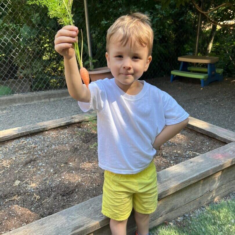 Boy holding freshly picked carrot in garden.